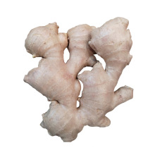 New Crop Fresh Ginger Wholesale Prices